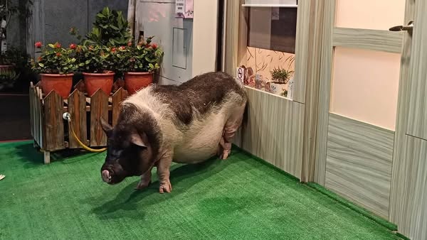 竹市明星豬遇車禍慘死街頭引熱議 飼主卻遭批:養當寵物為何不牽繩