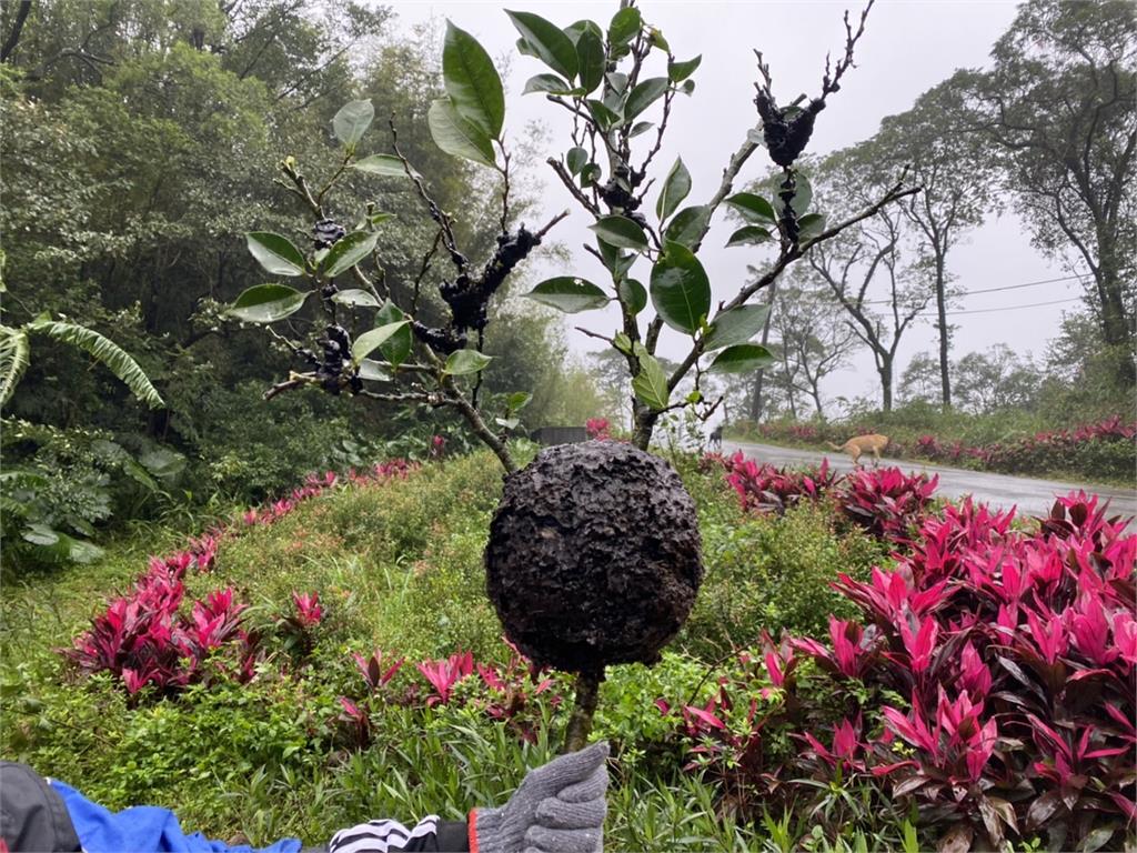 快新聞/樹上「虎頭蜂窩、蟻窩」怎麼分? 動保處教你4招辨別