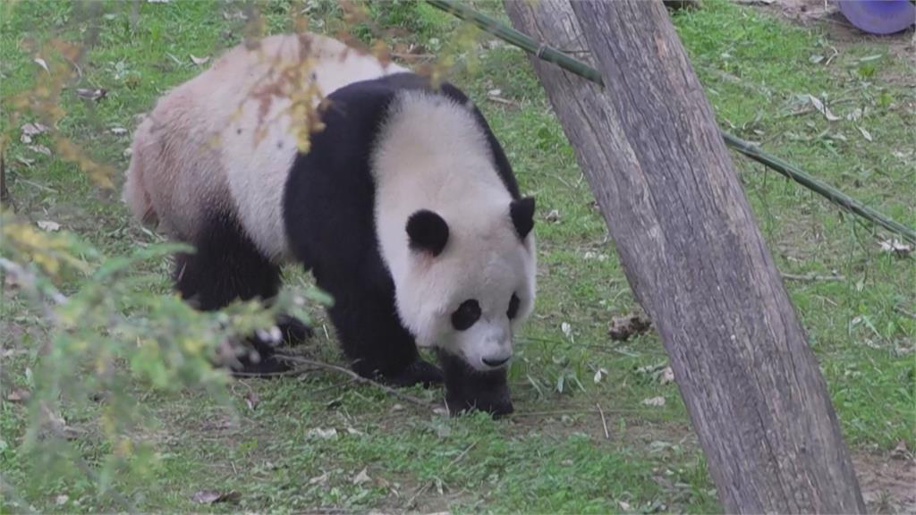 貓熊「小奇蹟」一家將返中國　遊客湧動物園告別