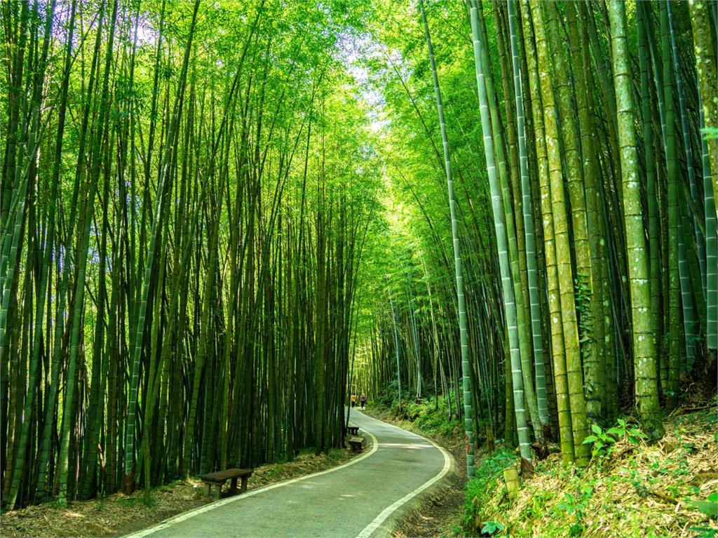 紫得衝一波!嘉義紫藤花季推小小泡茶師體驗、親子彩繪組