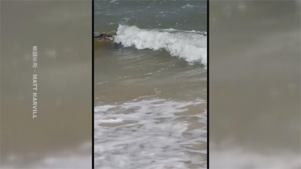 「落跑雞」奔走墨西哥地鐵站　阿拉巴馬州海灘有鱷魚來衝浪？