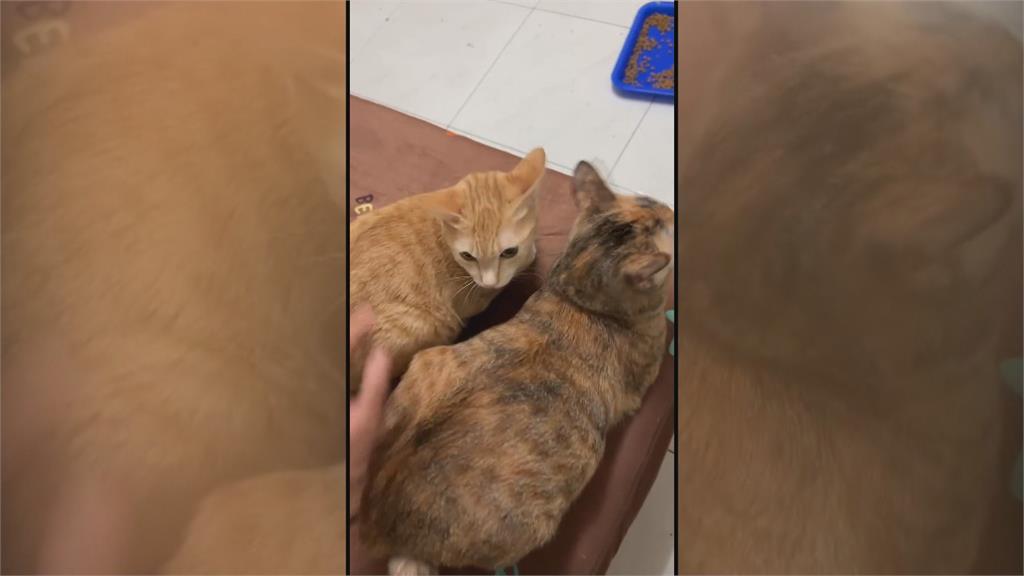 獨家!高雄房東控「房客欠租近十萬」 養24隻貓「解約沒全帶走」