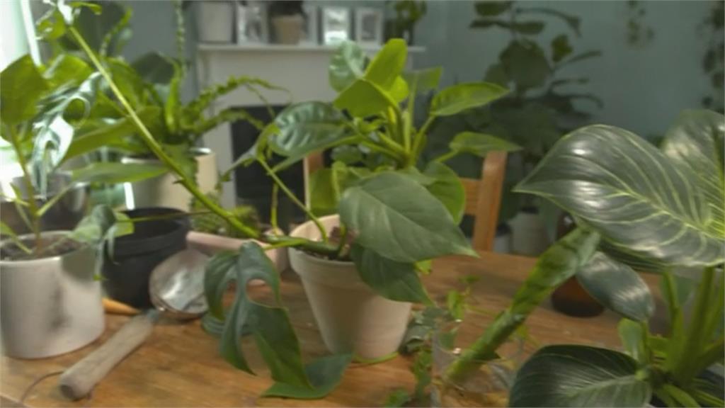 「家中放盆栽」身心都快樂！　美國最新研究：助血壓降低