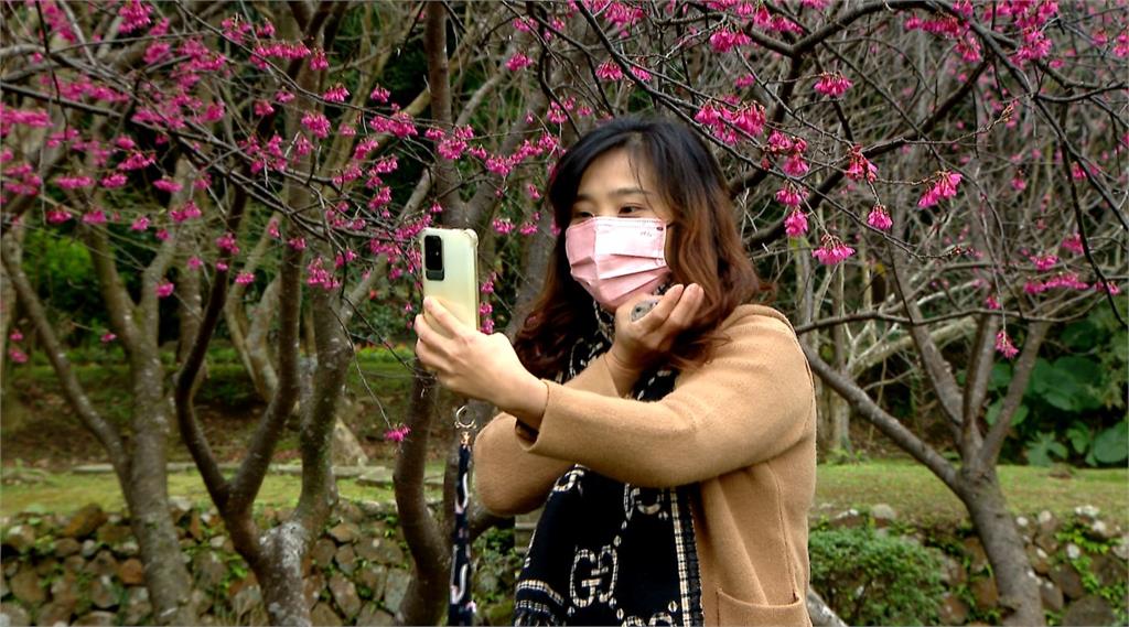 櫻花季登場週末迎賞櫻人潮　粉紅花海吸引外國遊客朝聖