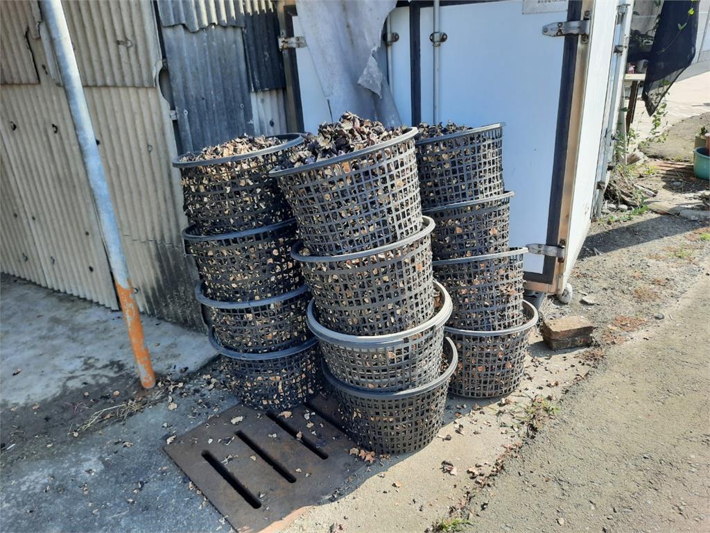 獨家/放棄台積電錄取機會!理工男把菱角殼變「擴香石、除臭包」還登上時裝週