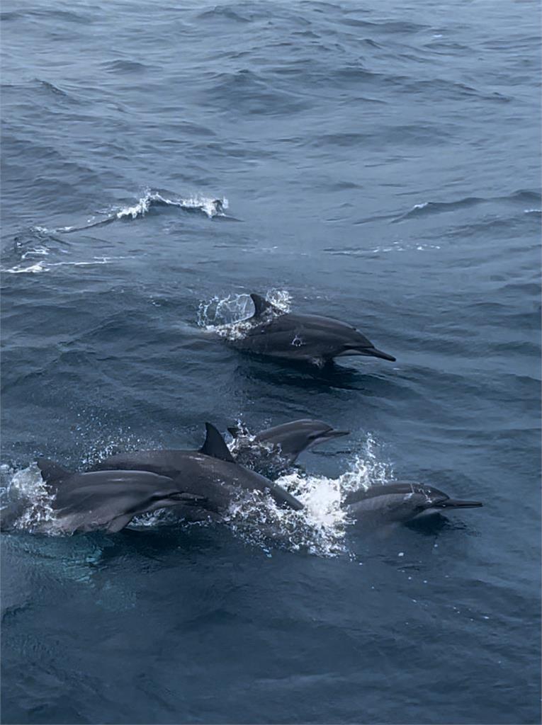 真正的「海豚音」你聽過嗎？　烏石港活動200隻海豚伴遊　收錄珍貴海豚音