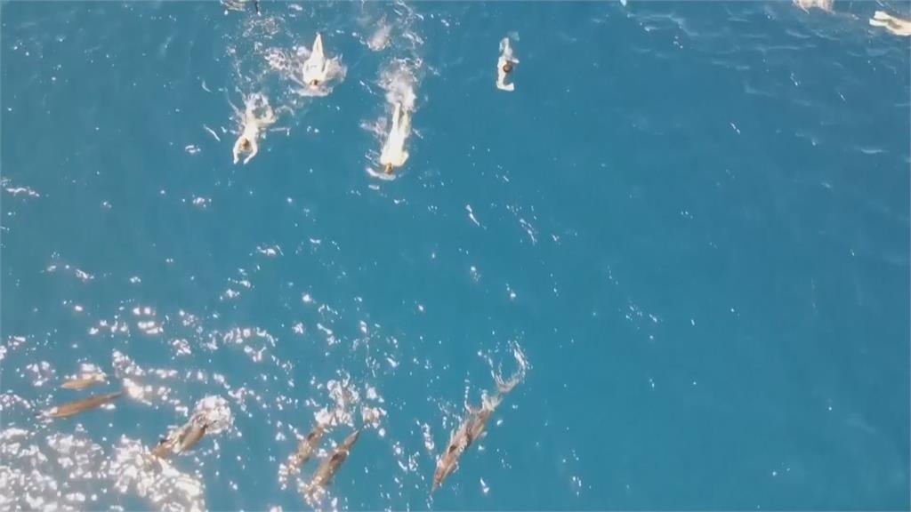 騷擾夏威夷海中嬌客! 33名泳客違法追逐海豚