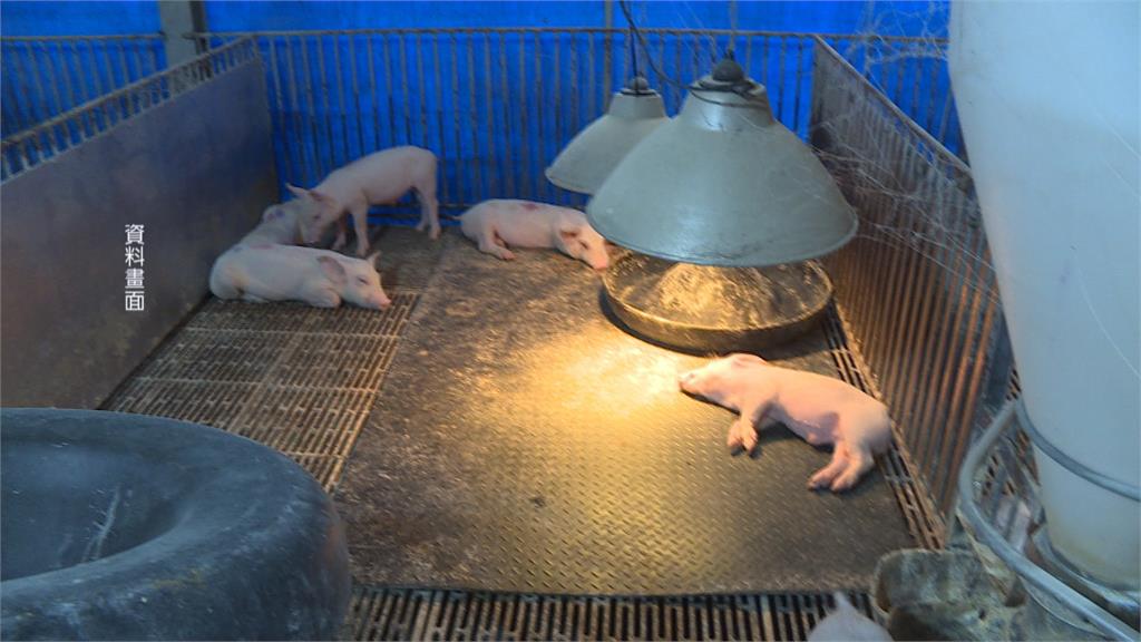 今年首例新A流!青少女常去養豬場 「確診H1N2v」有發燒、鼻塞症狀