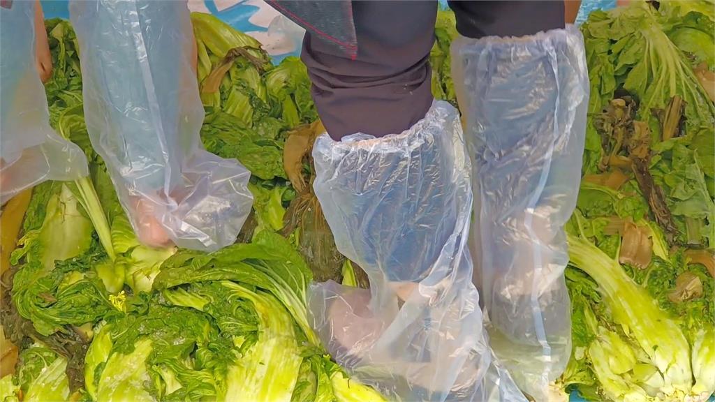 推食農教育發揚客家精神 平鎮「千人踩酸菜活動」超趣味