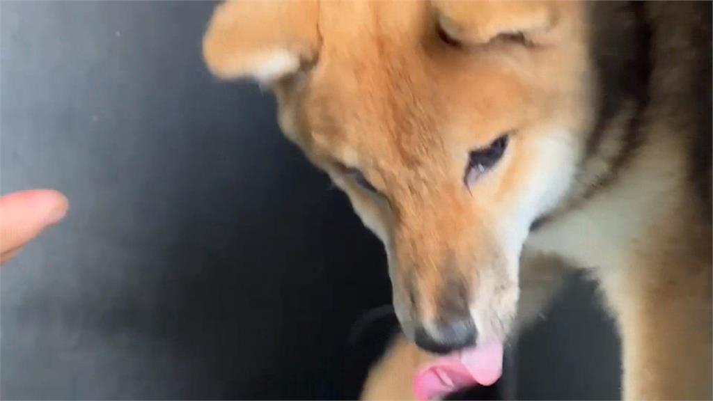 台中動保處一天暴增35隻柴犬 來源全部來自這「一處」