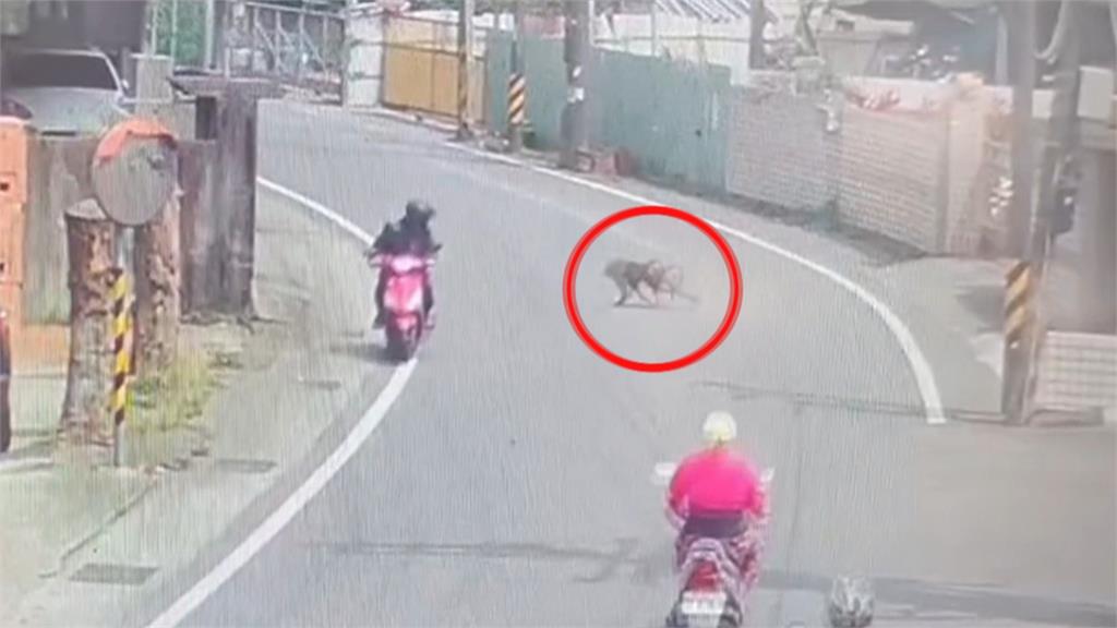 狒狒抓到了!麻醉槍擊中結束逃亡之旅 身上有傷...先送六福村安置