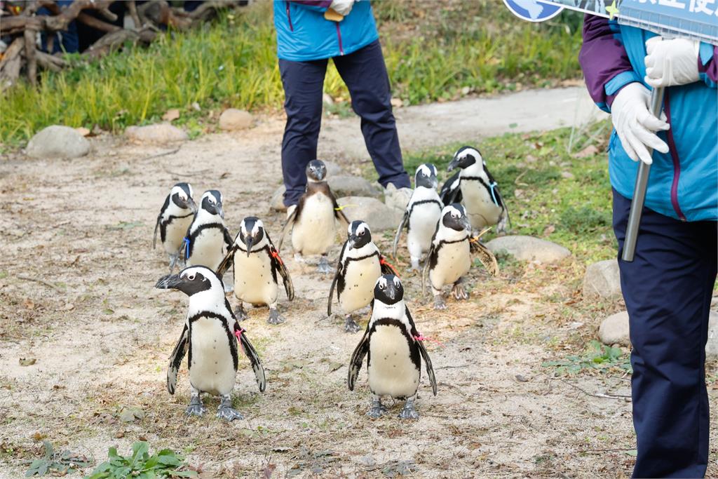 快新聞／中國今突襲軍演！雙城論壇才剛考察動物園　預計小貓熊明年2月抵台