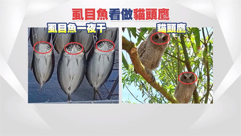 夜色中「有東西」閃亮亮　上百條虱目魚一夜干魚眼發光