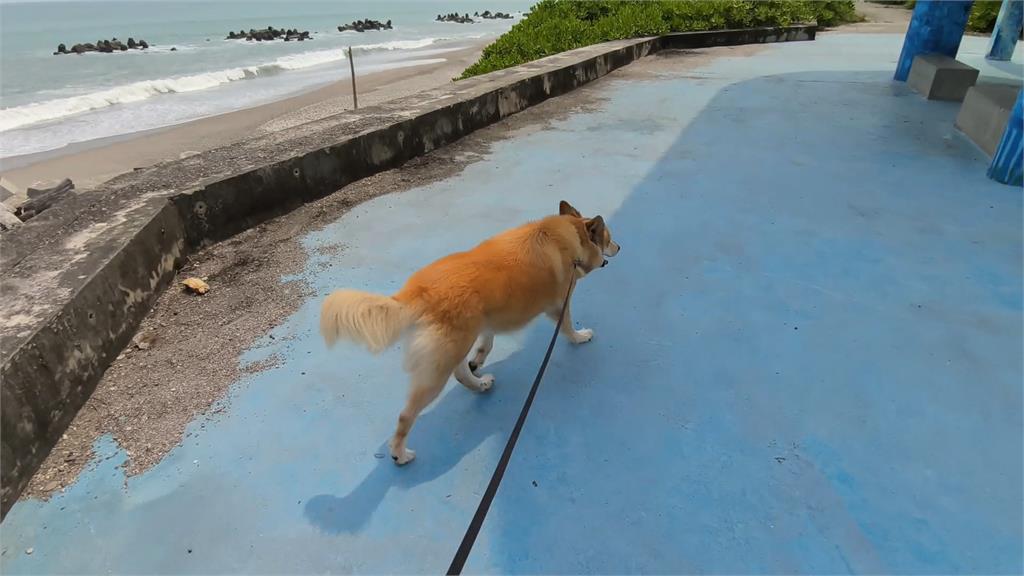 狗狗互追爆糾紛！　「飼主互毆」鬧進警局