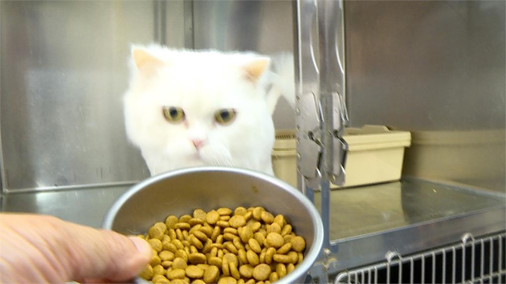貓咪也陷食安危機？　民眾控3貓吃同牌飼料低血鉀釀1死