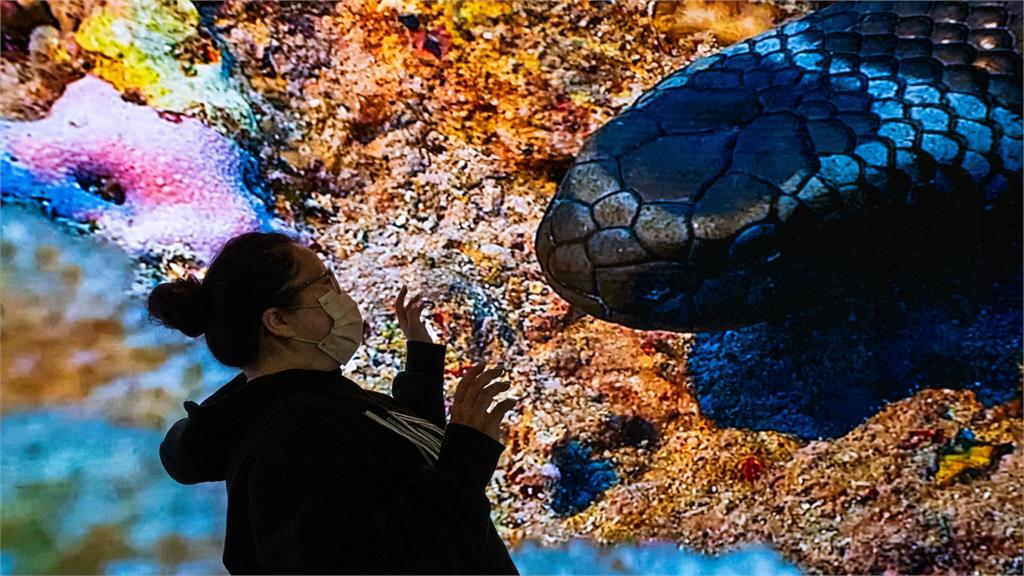 翻轉海洋視界!海生館首創沉浸式弧形LED攝影棚震撼登場
