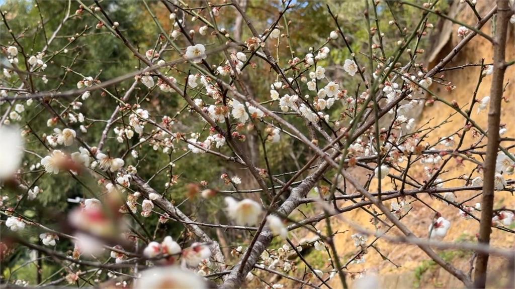 春遊草嶺！　雲嶺之丘賞雲海　翠綠竹林如「武俠電影」