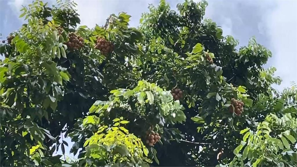 獼猴大軍又現蹤! 高雄壽山大猴帶小猴下山吃早餐