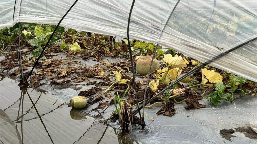 快新聞／豪雨重創雲林農業　劉建國爭取農業部到場會勘、「蔬菜全品項」災損救助