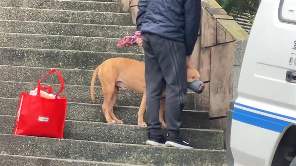 11天內二度攻擊!比特犬Lucky遭沒入 安樂死、開放領養待評估