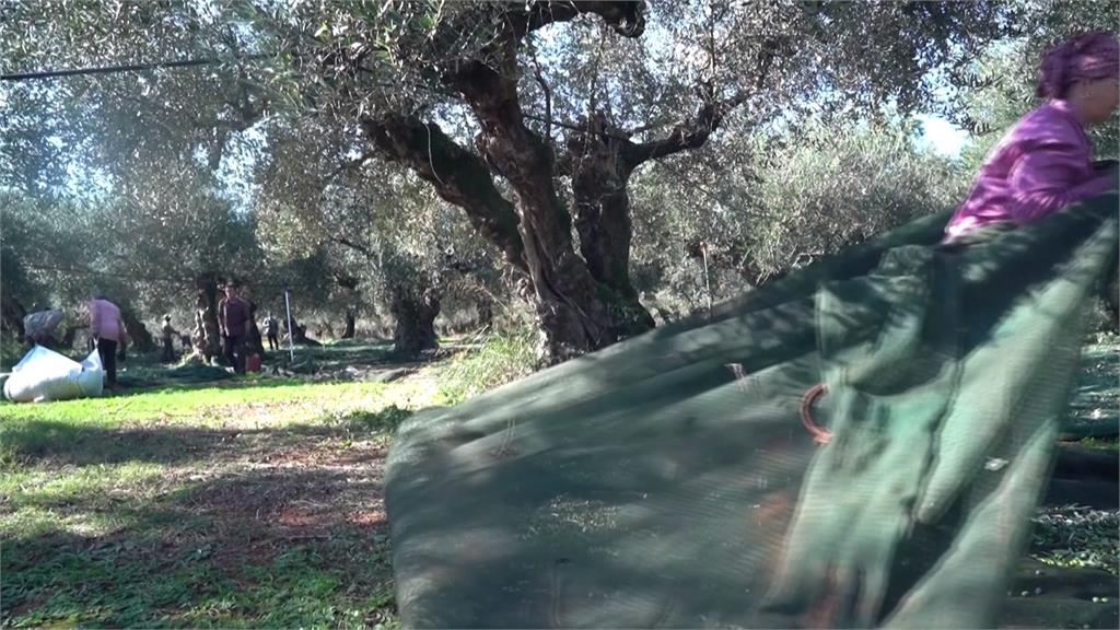 歐洲現多起橄欖偷竊事件　果農擬橄欖樹裝上GPS