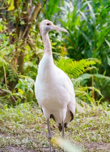 快新聞/台北動物園丹頂鶴小家庭 日本釧路市長將來台探視