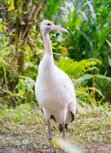 快新聞／台北動物園丹頂鶴小家庭　日本釧路市長將來台探視