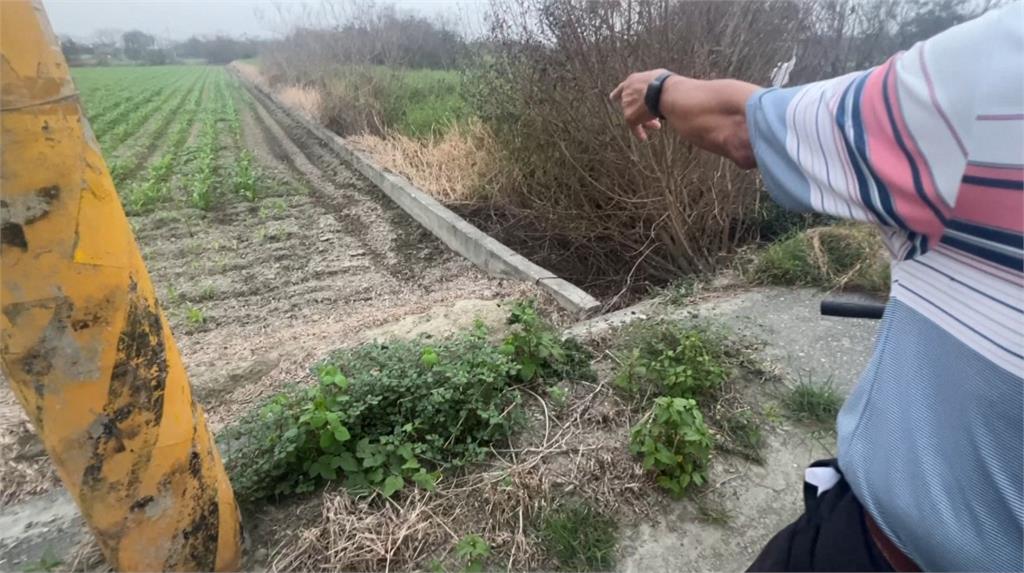 外來種綠鬣蜥大舉北上　入侵雲林農田啃食農作物