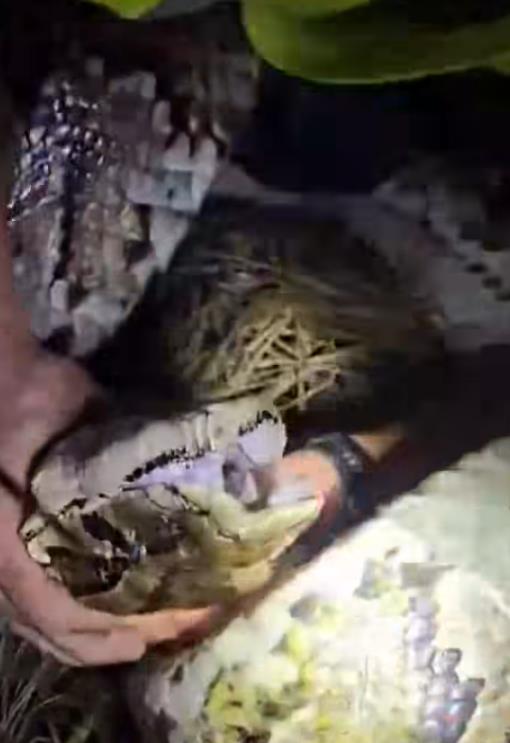 美國捕蛇人遭超巨緬甸蟒「拖行15米」!全家出手制伏91公斤怪物「影片曝光」