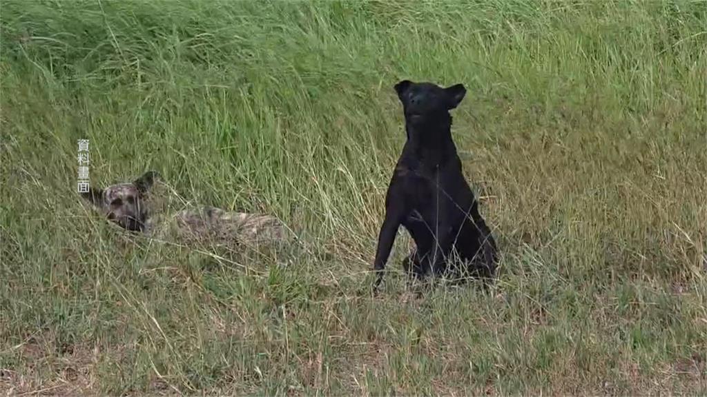 婦人遭三犬圍攻「全身傷」　民團質疑「這原因」釀禍