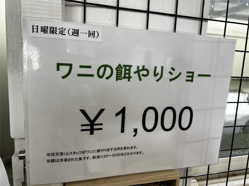 快新聞／不可以吃太胖！日本動物館宣布　館內鱷魚開始「節食」