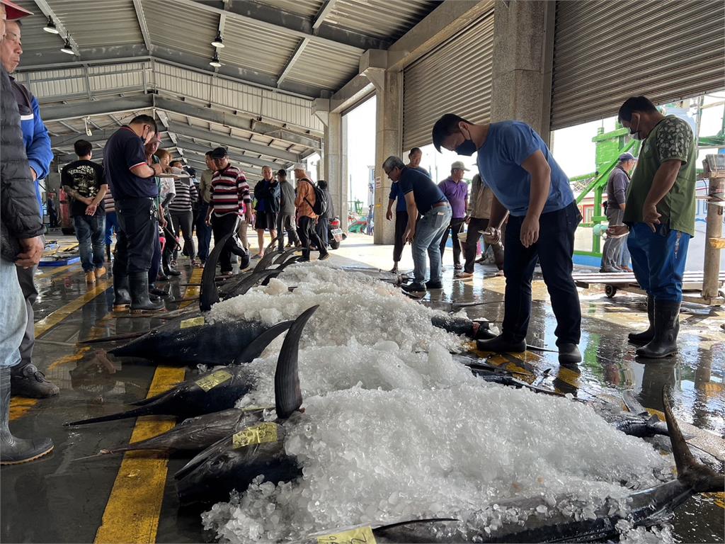 台東成功鎮「旗魚季競賽」　最重旗魚逾４０１公斤破紀錄