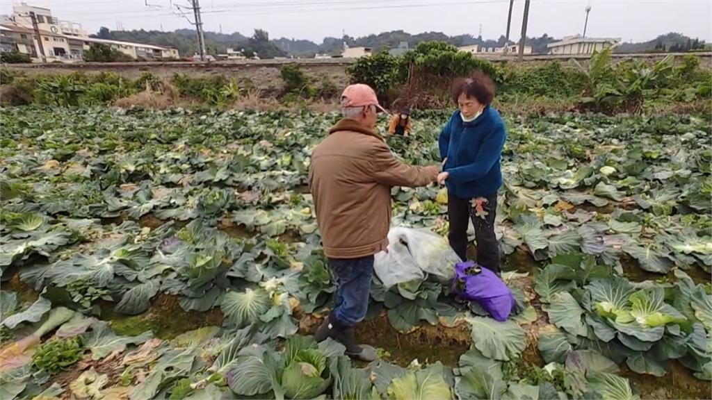 高麗菜價格崩跌農民採收不及 開放民眾每顆十元自採