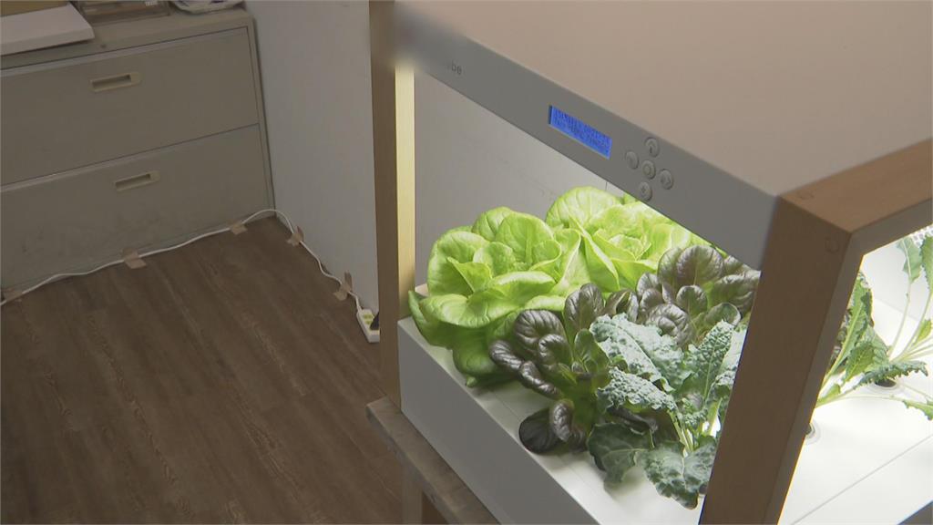AI助攻! 板橋「智慧植物工廠」 自動化生產水耕蔬菜