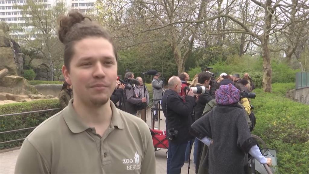 最長壽大猩猩! 德國柏林動物園 「高齡69歲」大猩猩歡慶生日