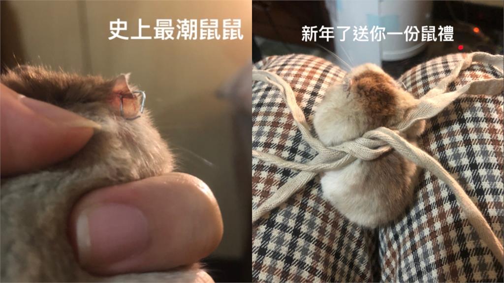 她殘忍「虐倉鼠」竟拍抖音記錄！「釘書機穿耳洞+自由落體墜地亡」惡劣行徑全曝光