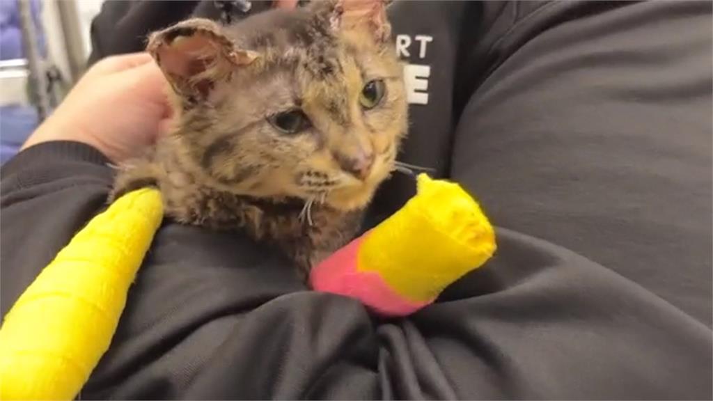 明尼蘇達州民宅爆炸意外　4個月大貓咪一週後被尋獲躲死劫