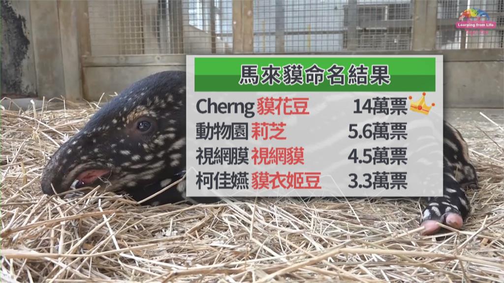 決定了! 馬來貘公主命名 「貘花豆」高票勝出