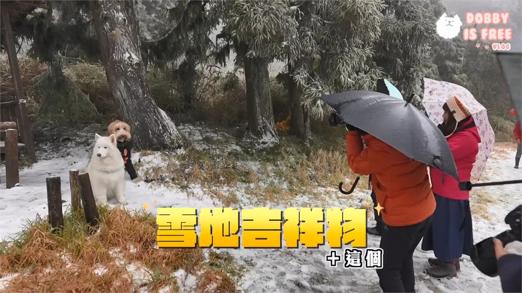 兩狗到宜蘭思源啞口追雪 貴賓太興奮被懷疑是不是有混種