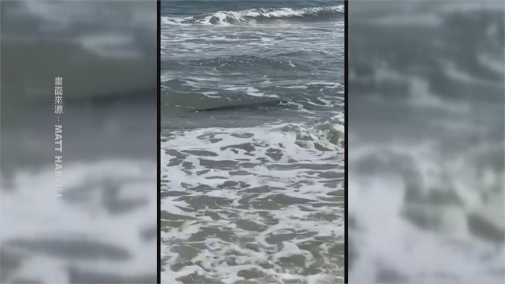 「落跑雞」奔走墨西哥地鐵站　阿拉巴馬州海灘有鱷魚來衝浪？
