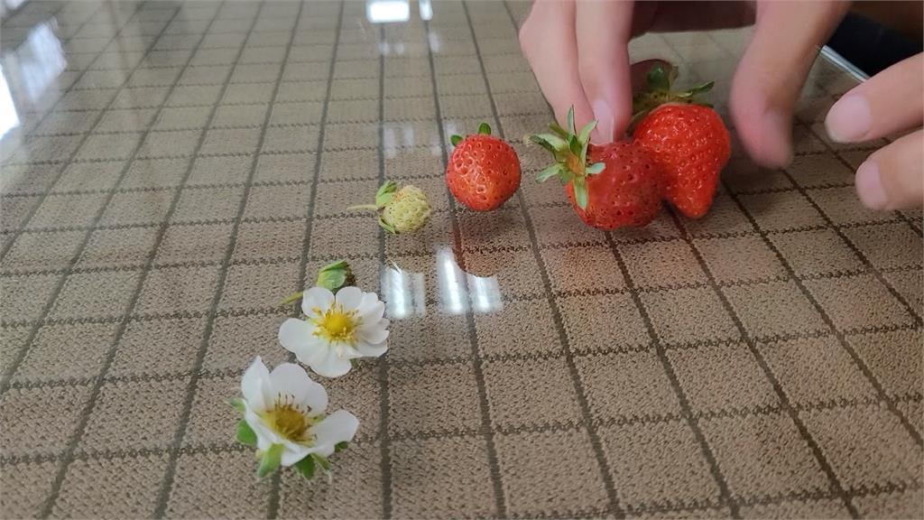 草莓表面「小芝麻」不是種子　考生秒答會考公布解答全崩潰