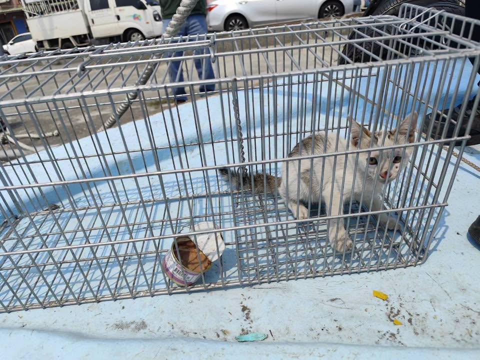 快新聞／太好了！高雄林園幼貓遭船長丟入海取樂　黃文益：救出兩隻正積極比對