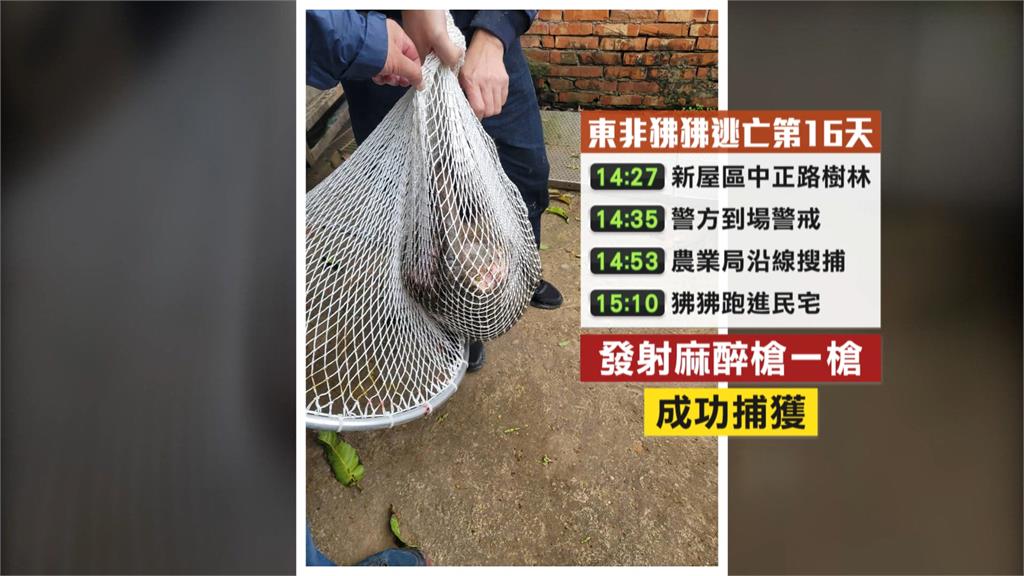 狒狒抓到了!麻醉槍擊中結束逃亡之旅 身上有傷...先送六福村安置