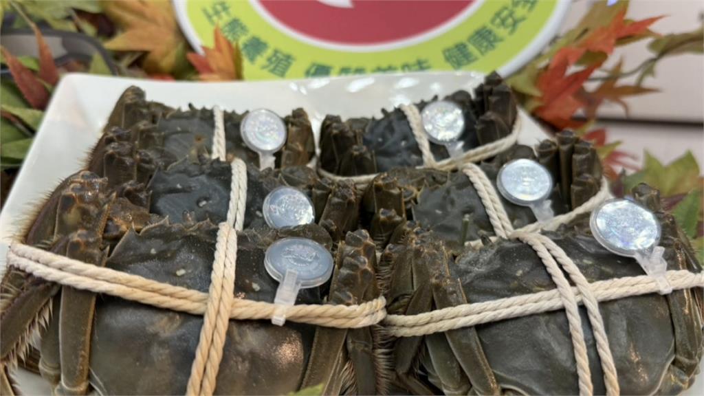秋蟹來了！　苗栗大閘蟹上市　掃QR　Code　可溯源