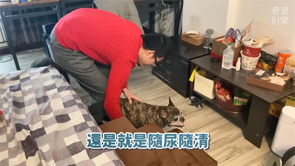 14歲法鬥又遭棄養!送回浪浪好心夫妻收養 網心疼喊:希望沒有下次