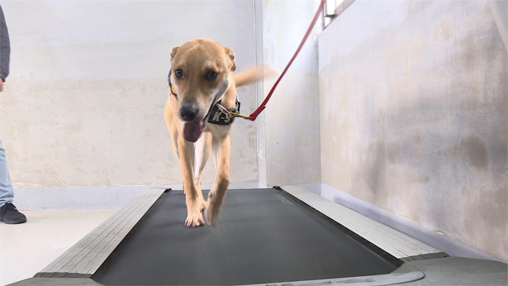 警犬也MIT!高砂犬Jaguar完成訓練 滿2歲即可上工
