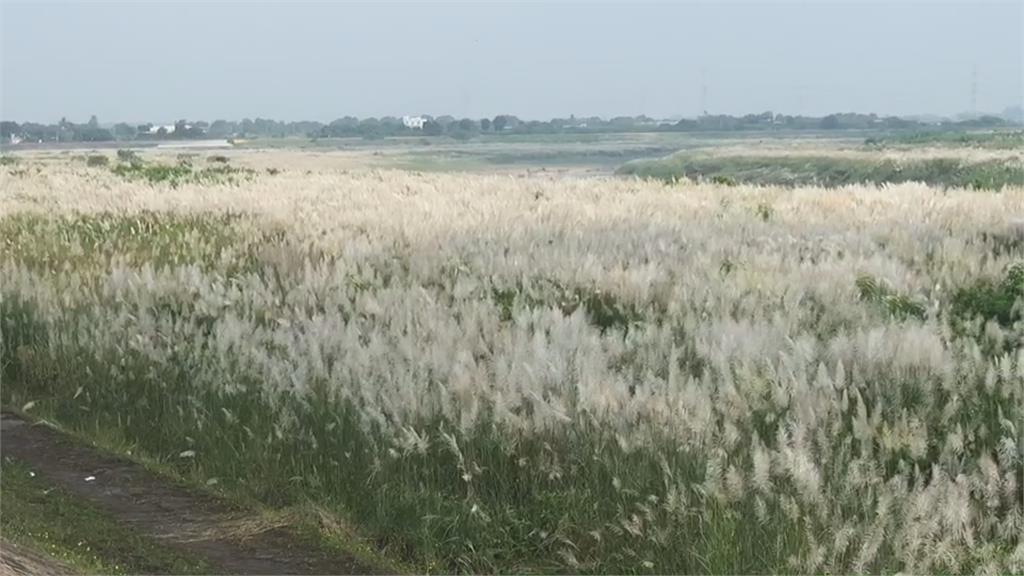 曾文溪畔9月秋雪美如畫 台南大內橋甜根子草盛開