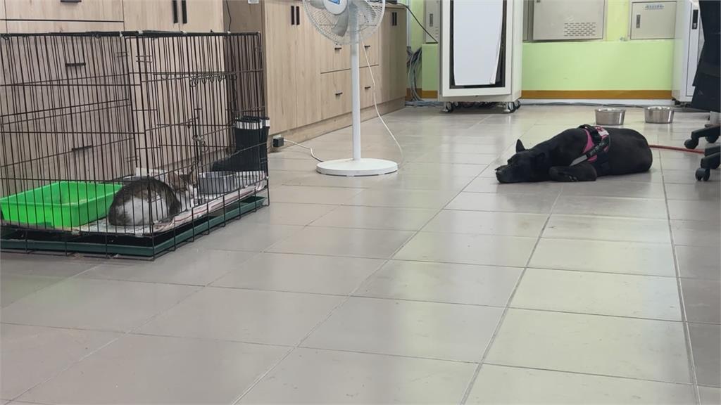 省經費?屏東動物之家「人貓同擠一室」 工作人員這樣說
