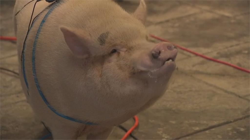 「豬」你生日快樂! 美飼主帶寵物豬參加生日趴意外爆紅