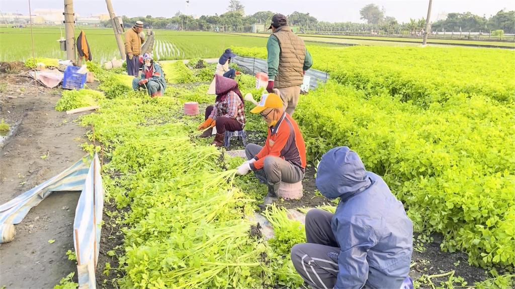 種芹菜管採收費工 屏東新園烏龍地區面臨老年化